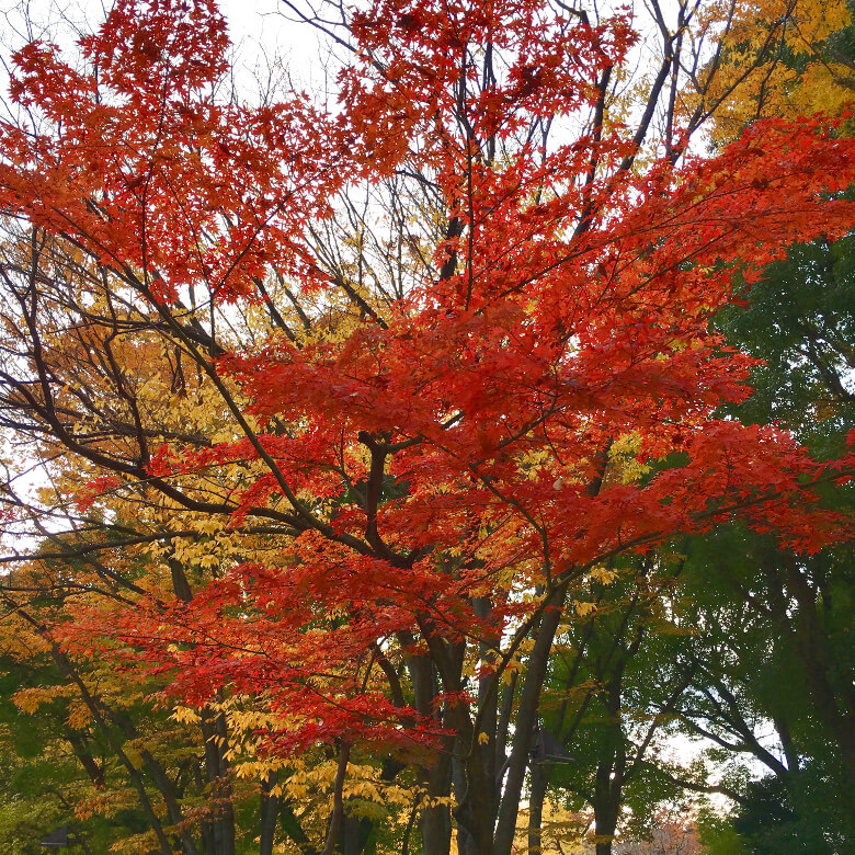 上野公園紅葉