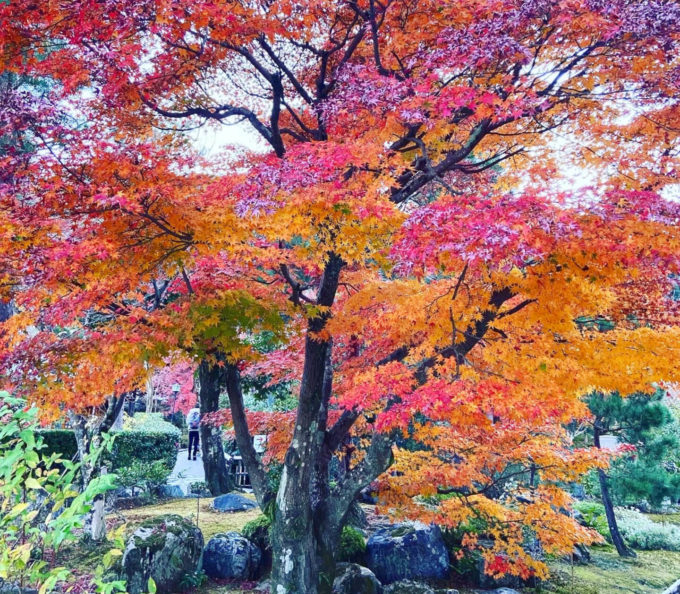 京都嵐山天龍寺