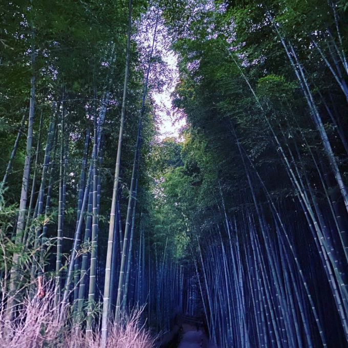 京都嵐山　竹林の道