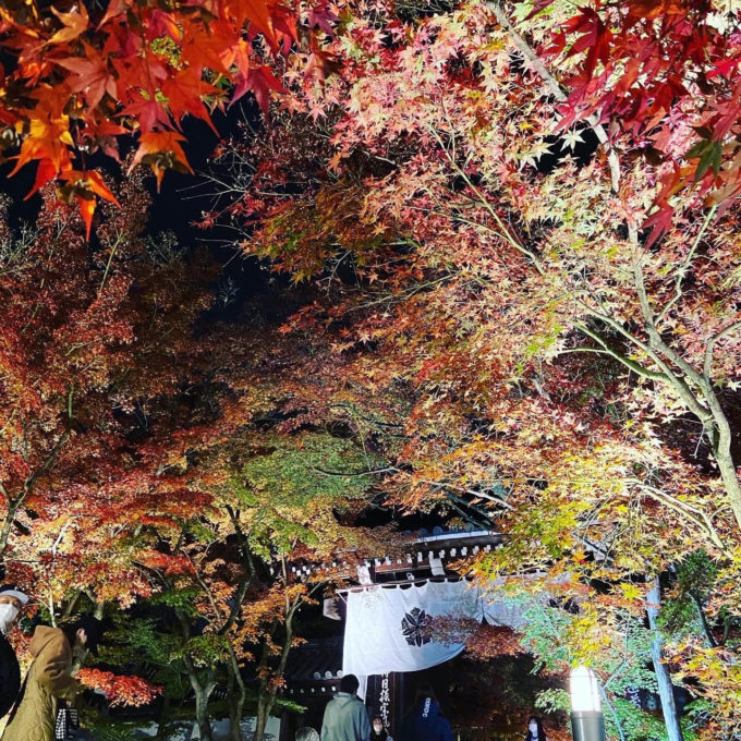 京都永観堂ライトアップ